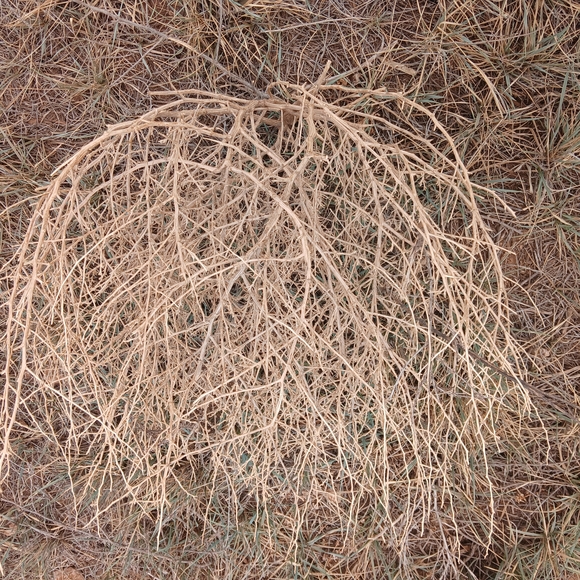 Natural Tumbleweed Decor Land of Enchantment Llano estacado tumbleweeds. - Picture 3 of 5
